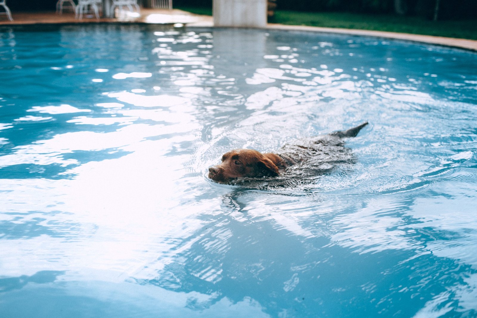 Fun and Enriching Dog-Friendly Activities in Chennai