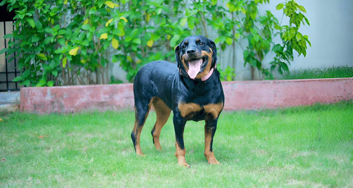 Preparing Your Dog for Boarding: A Pet Parent’s Checklist