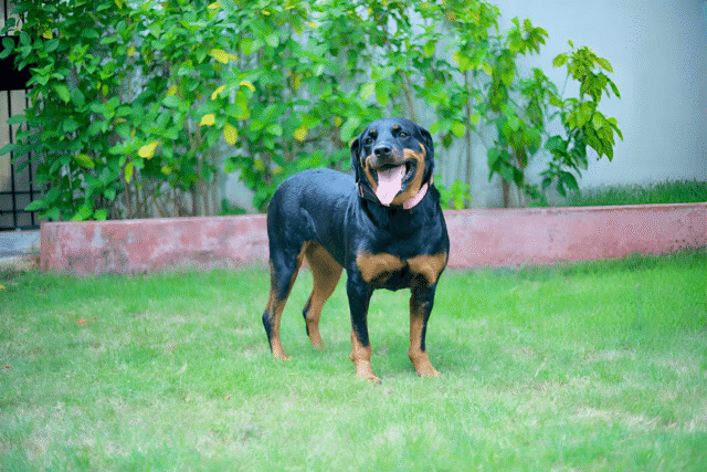 Preparing Your Dog for Boarding: A Pet Parent’s Checklist